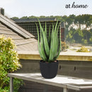 1pc Conrad Succulent Artificial Plant w/ Pot