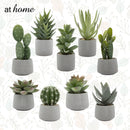 Echeveria Artificial Plant with Pot - Sunstreet