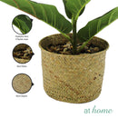 1pc Haya Artificial Potted Plant