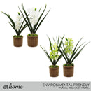 Hope Orchid Decorative Plant