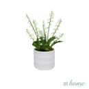 Harry & Hassan Decorative Flower Plant — Deluxe Pieces