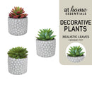 Cara Artificial Succulent Plant — Essential