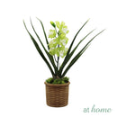 Hope Orchid Decorative Plant