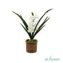 Hope Orchid Decorative Plant
