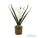 Hope Orchid Decorative Plant