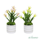 Harry & Hassan Decorative Flower Plant — Deluxe Pieces
