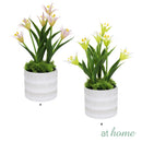 Harry & Hassan Decorative Flower Plant — Deluxe Pieces