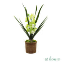 Hope Orchid Decorative Plant