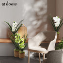 Hope Orchid Decorative Plant