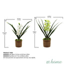 Hope Orchid Decorative Plant