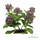 Cas Butterfly Bush Artificial Potted Plant
