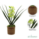 Hope Orchid Decorative Plant