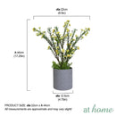 Holloway and Harry Flower Potted Plant