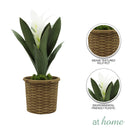 Hana and Hendrix Bromeliad Decorative Plant