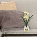 Helena Paperwhite Decorative Plant