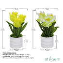 Halsey/Hassan/Heath Decorative Plant