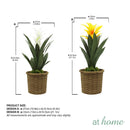 Hana and Hendrix Bromeliad Decorative Plant