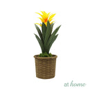 Hana and Hendrix Bromeliad Decorative Plant