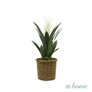 Hana and Hendrix Bromeliad Decorative Plant