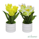 Halsey/Hassan/Heath Decorative Plant