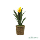 Hana and Hendrix Bromeliad Decorative Plant