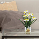 Helena Paperwhite Decorative Plant