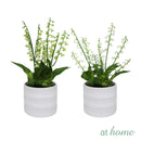 Holloway and Harry Flower Potted Plant