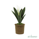Hana and Hendrix Bromeliad Decorative Plant