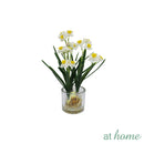 Helena Paperwhite Decorative Plant