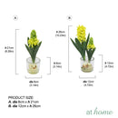 Haize Hyacinth Decorative Plant
