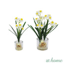 Helena Paperwhite Decorative Plant