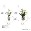 Helena Paperwhite Decorative Plant