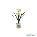 Helena Paperwhite Decorative Plant