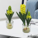 Haize Hyacinth Decorative Plant