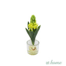 Haize Hyacinth Decorative Plant