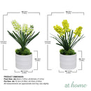 Halsey/Hassan/Heath Decorative Plant