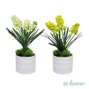 Halsey/Hassan/Heath Decorative Plant