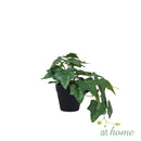 At Home 1pc Jenissa/Jeni Nordic Artificial Rubber Tree Ceramic Pot Home Décor Garden Accessories