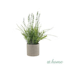 At Home Xylina Lavender and Xavienna Dandelion Flower Potted Plant Home Office, Living Room Décor