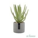 Aloe Succulent Artificial Plant with Pot - Sunstreet