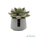 Echeveria Artificial Plant with Pot - Sunstreet