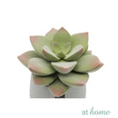 Echeveria Artificial Plant with Pot - Sunstreet