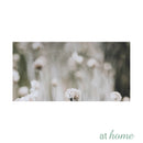 Set of 3 Just Buckwheats Canvas Wall Art