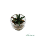 Yulo Decorative Artificial Plant - Sunstreet