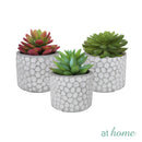 Cara Artificial Succulent Potted Plant