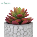 Cara Artificial Succulent Potted Plant
