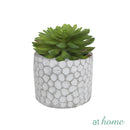 Cara Artificial Succulent Potted Plant
