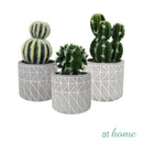 Carmen Artificial Succulent Potted Plant