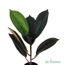 Ceris Artificial Rubber Tree Potted Plant