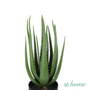 Chad Artificial Rubber Tree Potted Plant